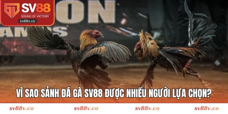 Lý do sảnh chơi đấu chiến kê được nhiều người lựa chọn